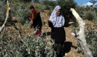 الاحتلال الإسرائيلي يصادر 500 شجرة نخيل في مدينة أريحا
