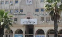 الزراعة : مجموعات من الجنادب في العقبة وليس الجراد الصحراوي الزراعة : مجموعات من الجنادب في العقبة وليس الجراد الصحراوي